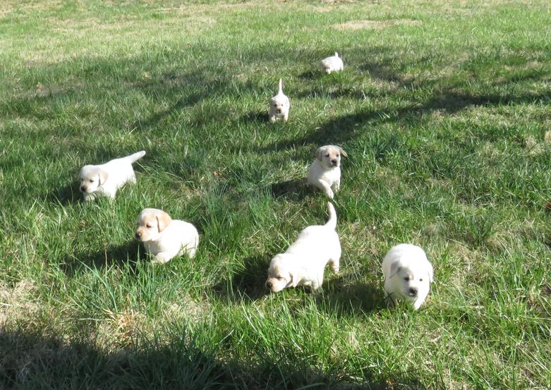 Labrador Puppies learning following skills in open fields