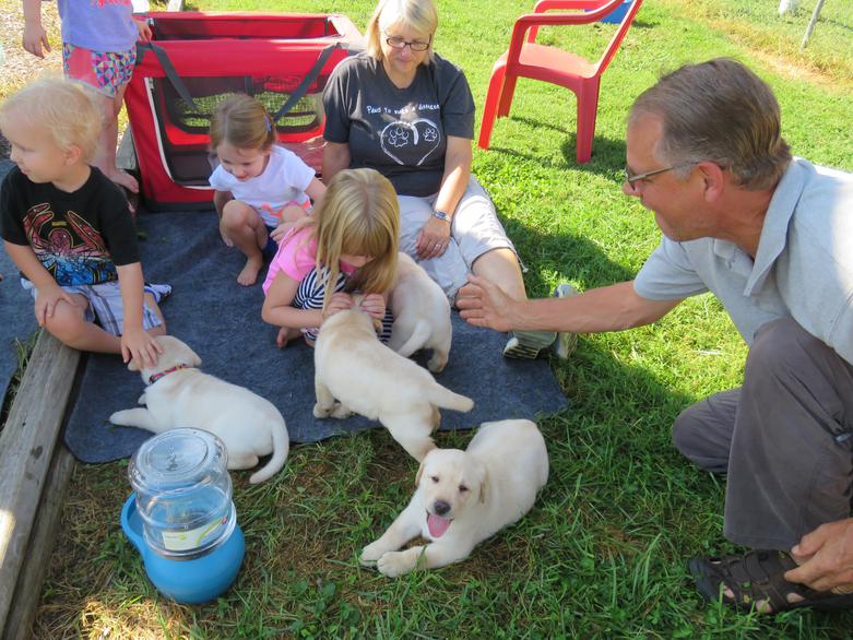 Labrador puppy socialization with children