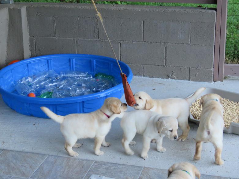 Labrador Puppies exposed to noisy environments