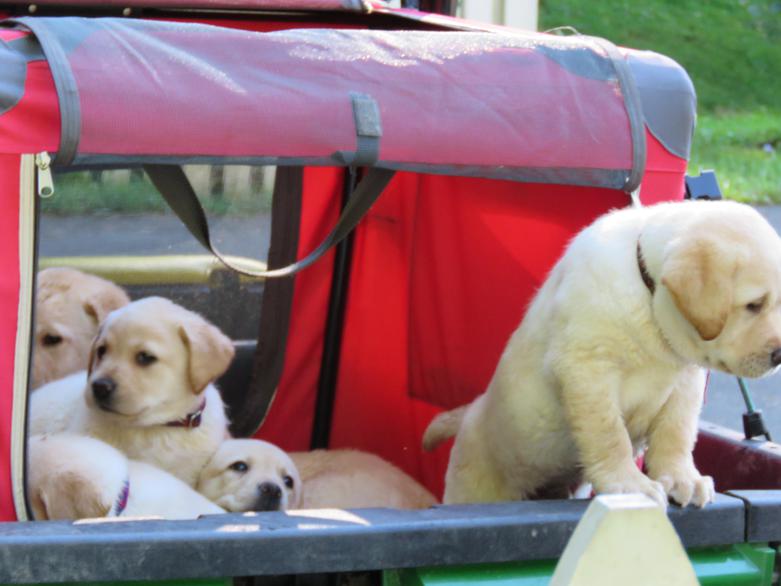 Labrador puppy socialization with transportwith children