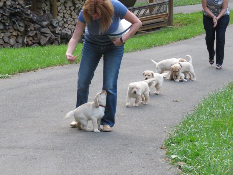 Labrador puppies learning to follow humans