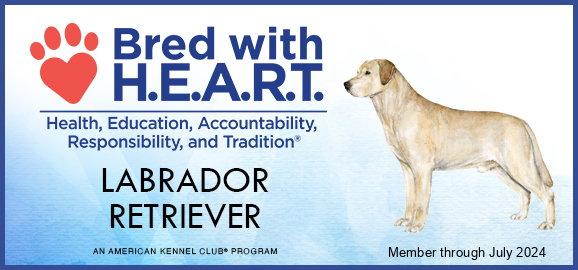 AKC Bred by HEART Labrador breeder credential